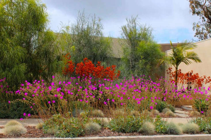 Drought Tolerant Plants List | California Gardens Drought Tolerant Plants List | California Gardens
